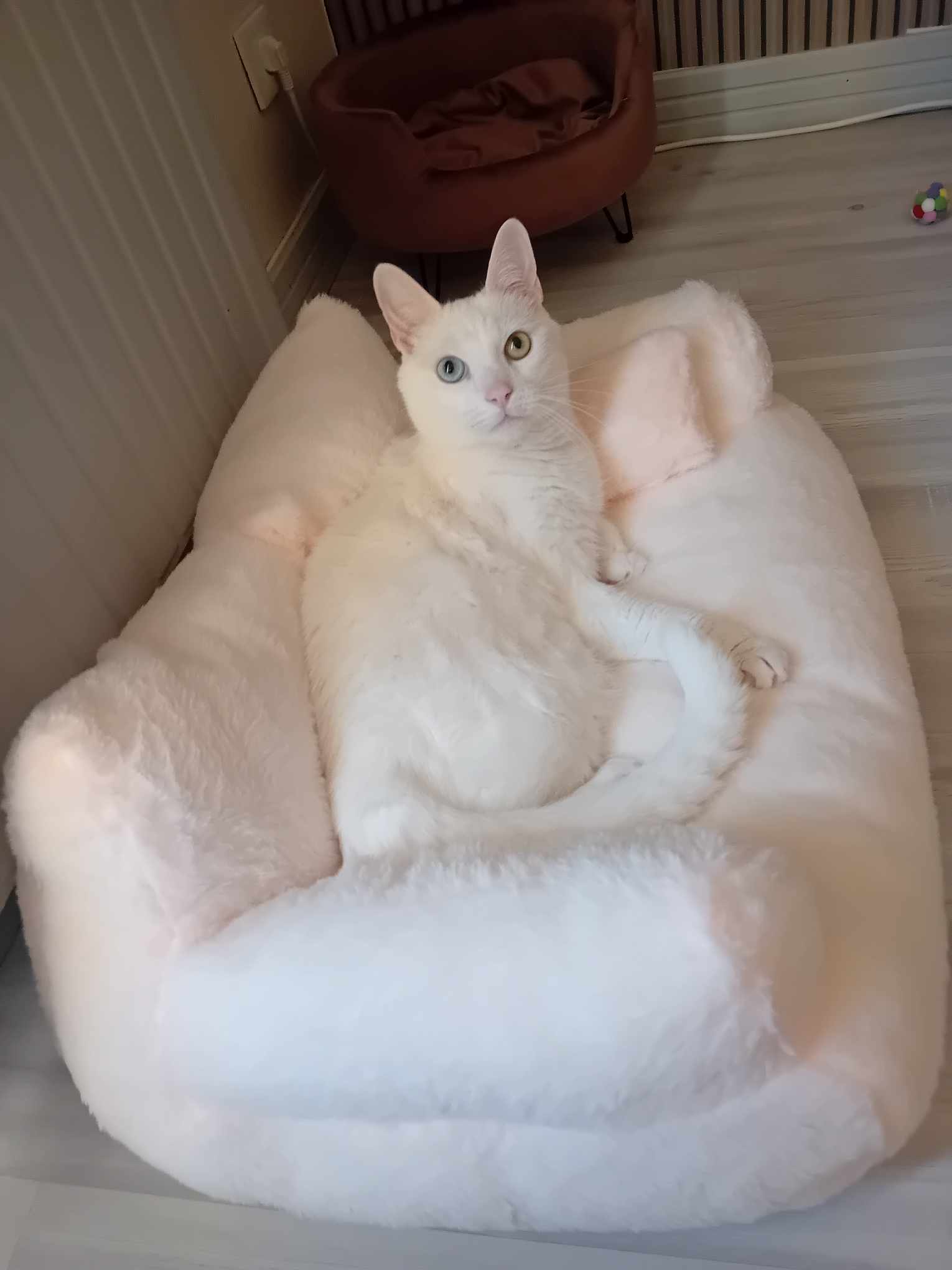 6830a38206404 Canapé en peluche chat
